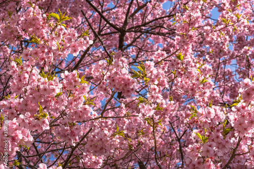 Wallpaper Mural 満開の河津さくら Torontodigital.ca