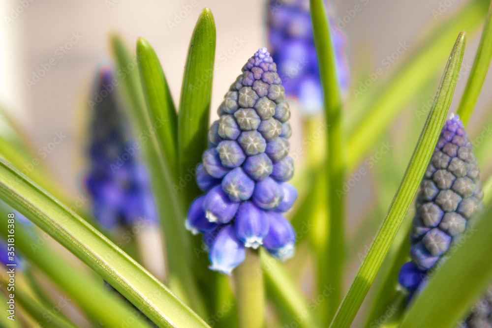 Muscari (in german Traubenhyazinthen) Muscari