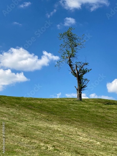 Baum, standfest