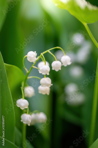 Spring flower lily of the valley close-up