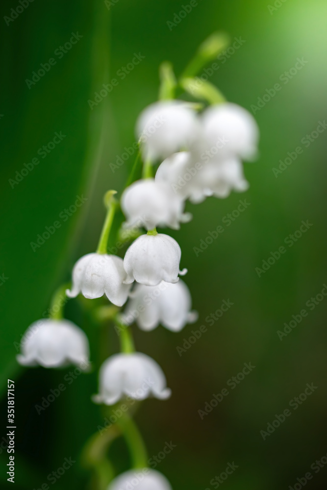 Spring flower lily of the valley close-up Spring flower lily of the valley close-up