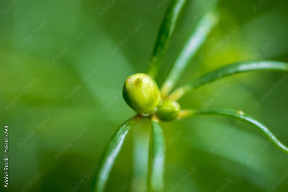 Flowers in Thailand , Natural flowers Flowers in Thailand , Natural flowers