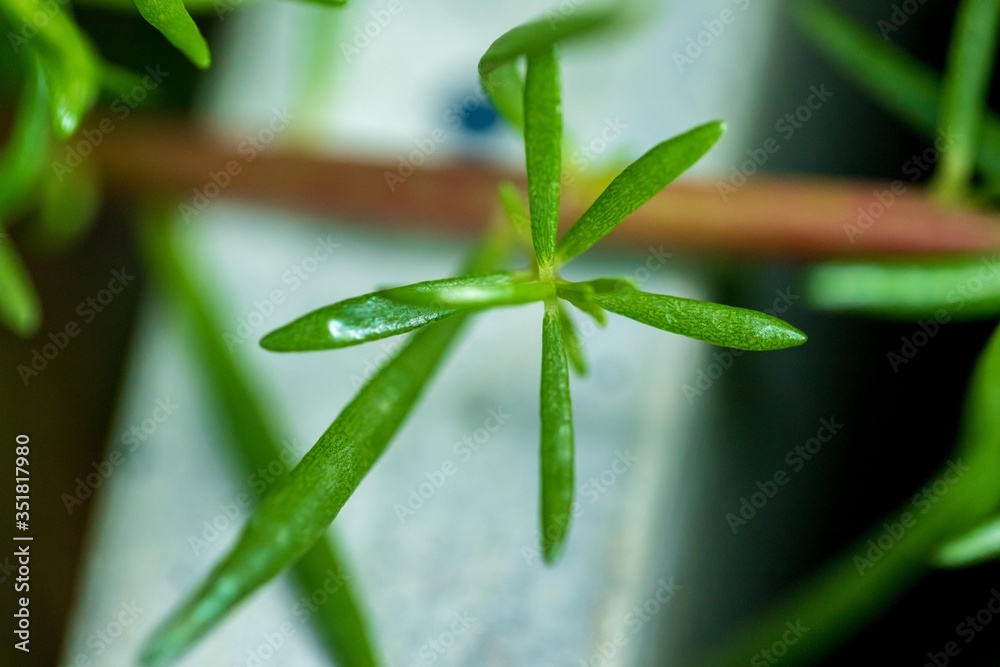 Fototapeta premium Natural leaves in the forests of Thailand
