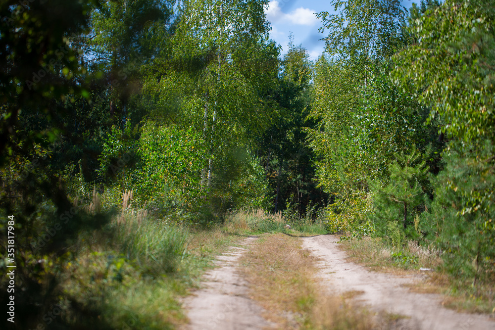Fototapeta premium Beautiful forest with with a forest walkway.