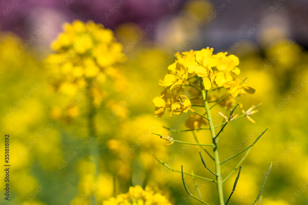 松田町の菜の花 松田町の菜の花