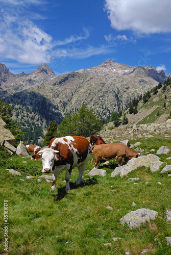 Vaches en alpages dans le Haut Boréon dans le Parc National du Mercantour dans les Alpes françaises