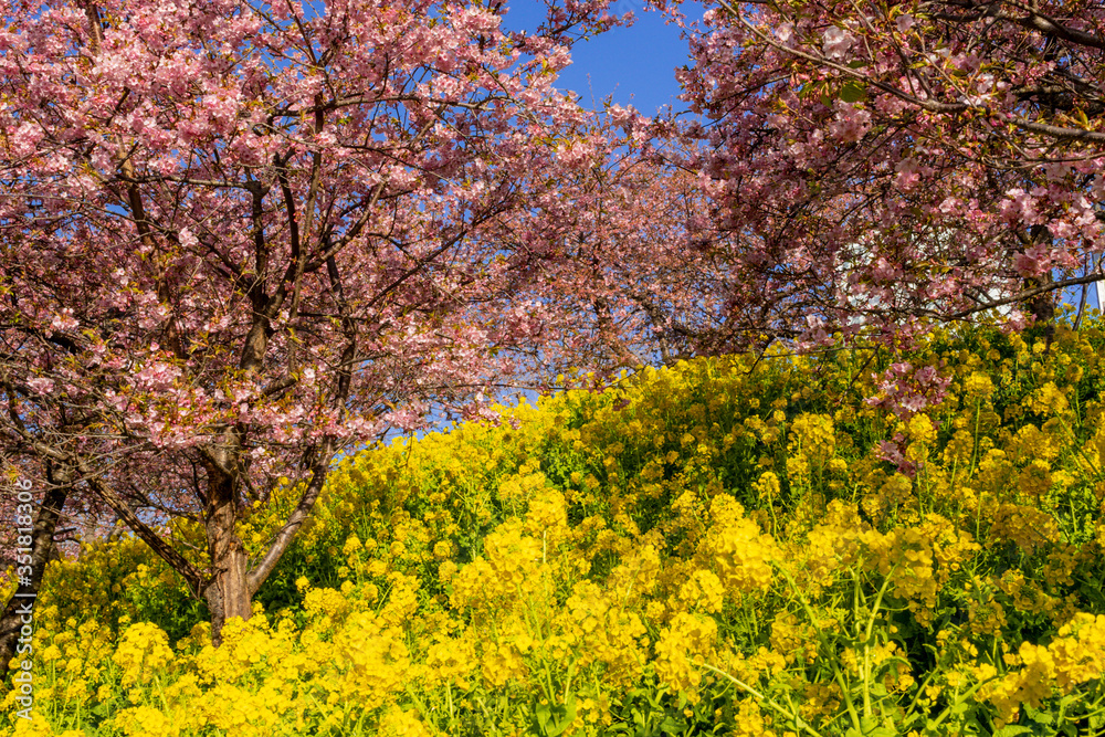 Fototapeta premium 菜の花と河津さくら