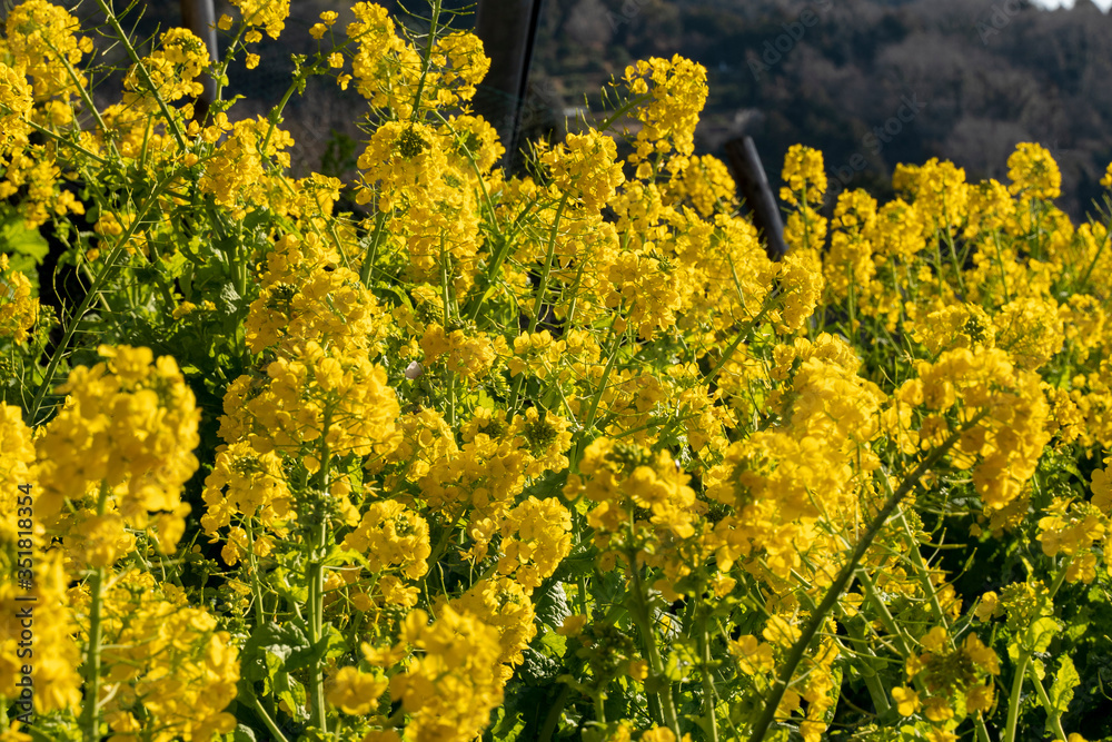 松田町の菜の花 松田町の菜の花