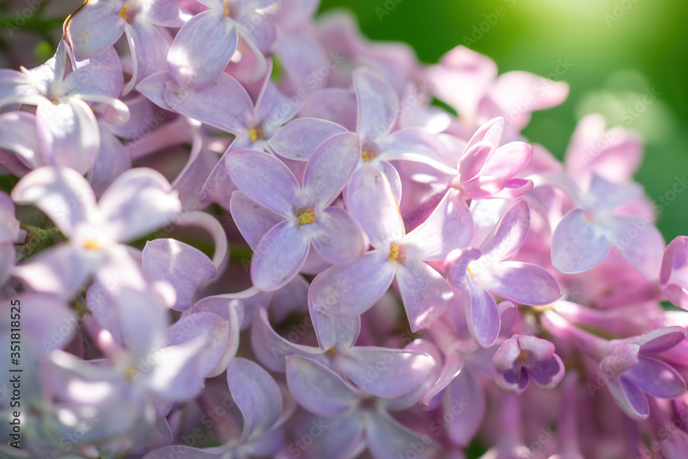 Branch of blossoming lilac on a sunny day