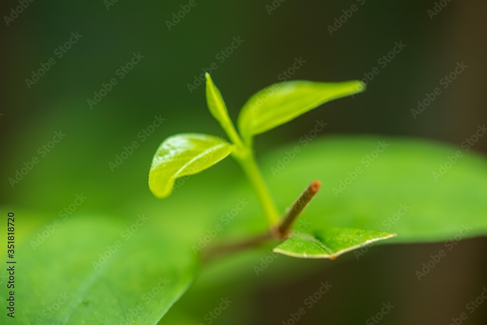 Natural leaves in the forests of Thailand Natural leaves in the forests of Thailand
