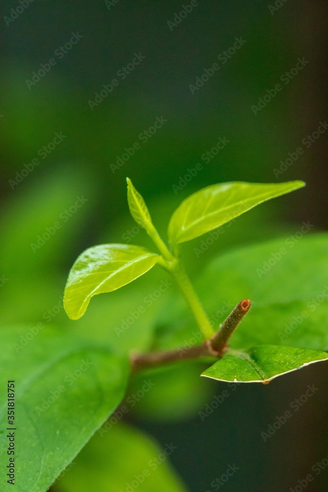 Natural leaves in the forests of Thailand Natural leaves in the forests of Thailand