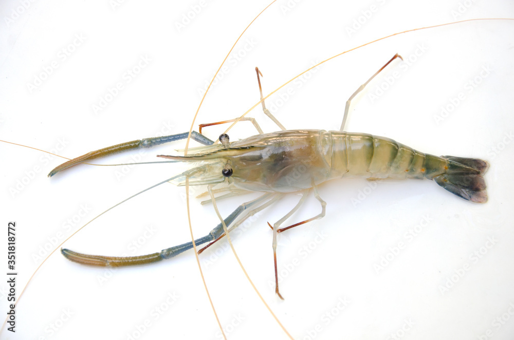 Details of giant freshwater prawn closeup Details of giant freshwater prawn closeup