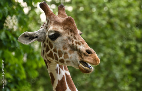 giraffa camelopardalis, tier, tierpark, säugetier, wild lebende tiere, genick, kopf, wild,  © Oliver