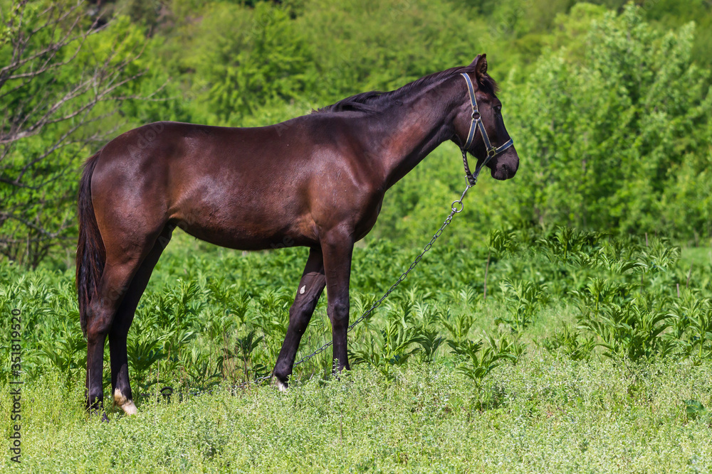 Red horse with long mane in flower field Red horse with long mane in flower field