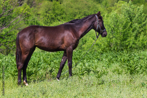 Red horse with long mane in flower field