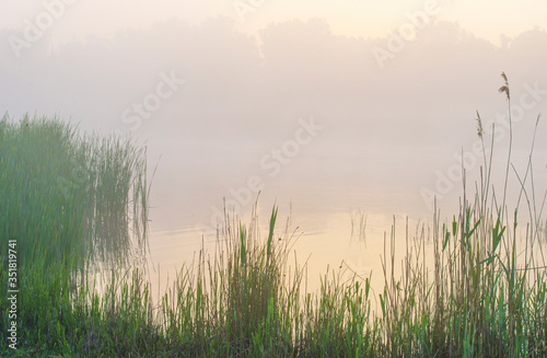 Reed along the edge of a misty lake at a yellow foggy sunrise in an early spring morning