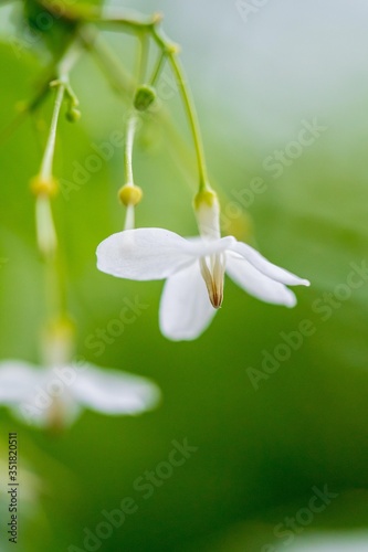 Jasmine in the garden of Thailand