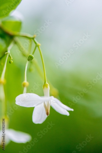 Jasmine in the garden of Thailand