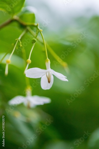 Jasmine in the garden of Thailand