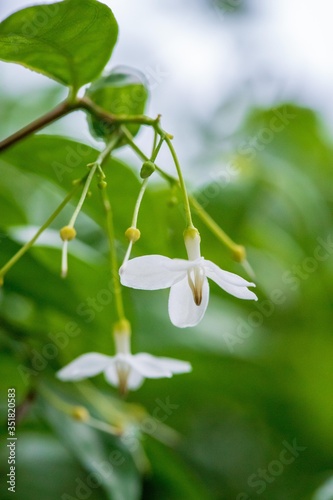 Jasmine in the garden of Thailand