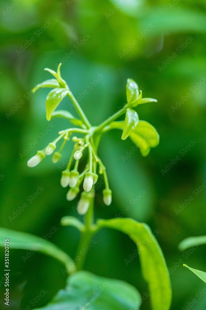 Obraz premium Jasmine in the garden of Thailand