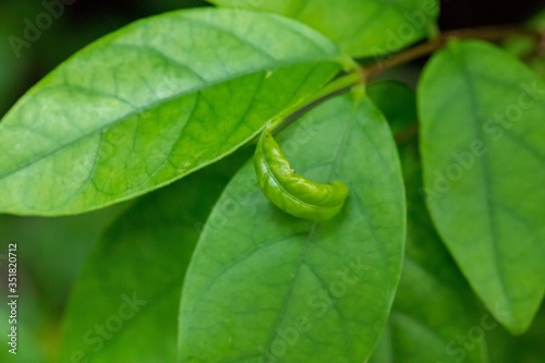 Jasmine in the garden of Thailand