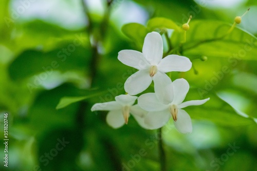 Jasmine in the garden of Thailand