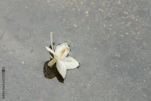 Jasmine in the garden of Thailand