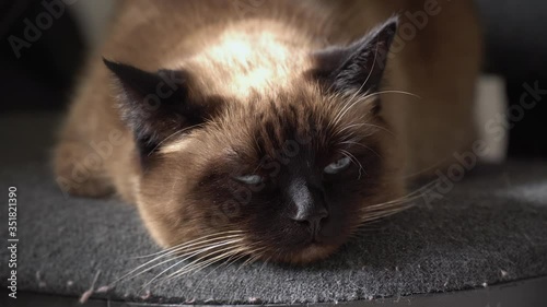 A domestic Siamese cat sleeps and later she opens her blue eyes
