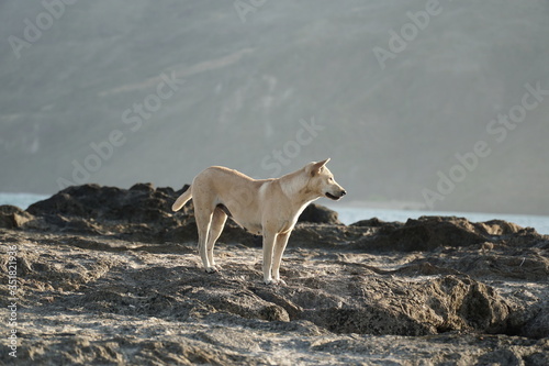 lonely dog in the mandalika beach