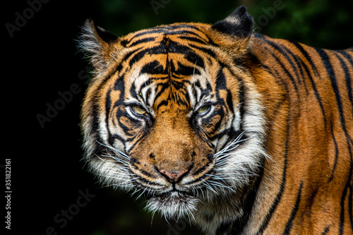 Artistic portrait of a tiger