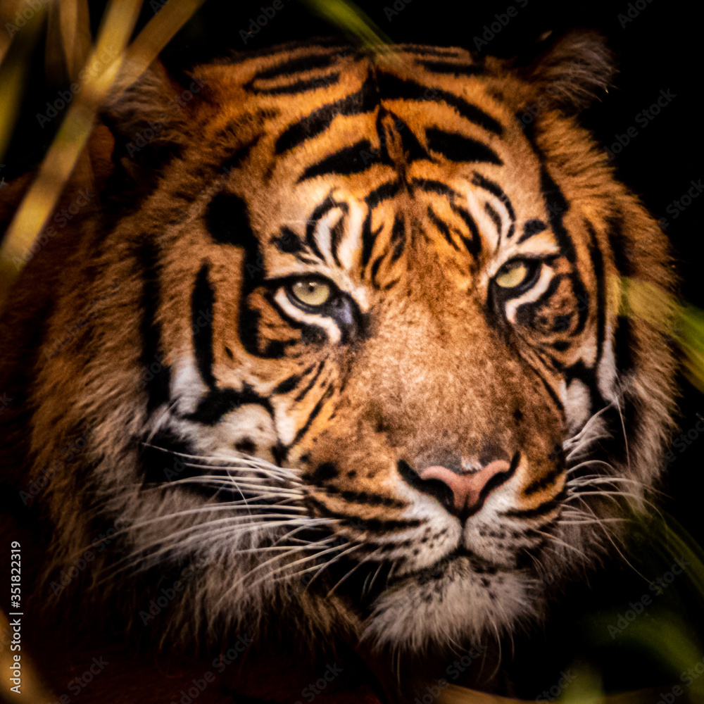 Naklejka closeup portrait of a tiger