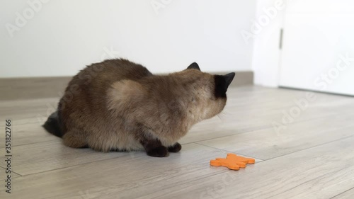 Siamese cat plays with a little orange toy in the room. She nibbling and moving it with her paws.