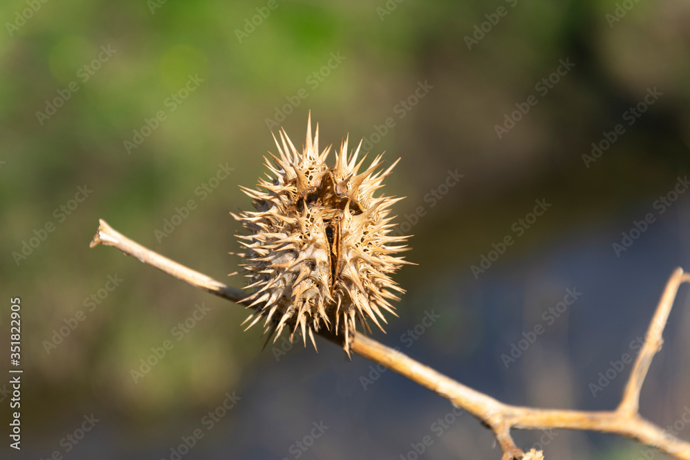dead thistle with still prickly and painful properties dead thistle with still prickly and painful properties