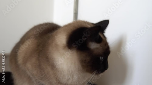 Beautiful Siamese cat with blue eyes sits near white door and looks around. Close up shot.