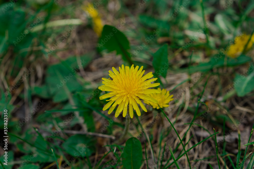 Dandelion herbaceous plant during flowering Dandelion herbaceous plant during flowering
