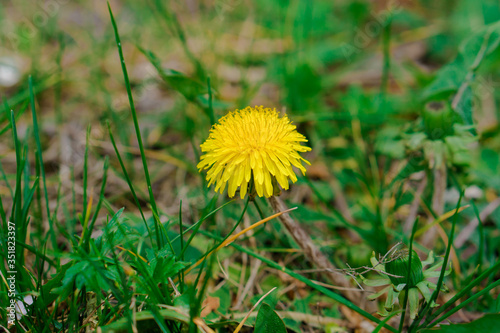 Dandelion herbaceous plant during flowering