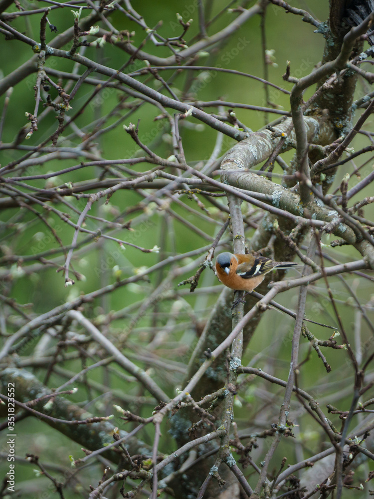 Finch on a branch Finch on a branch