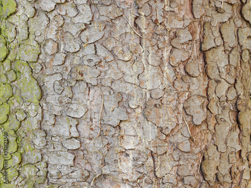 Picea orientalis | Tronc à écorce brune et grisâtre en plaques d'Épicéa d'Orient ou sapinette du Caucase