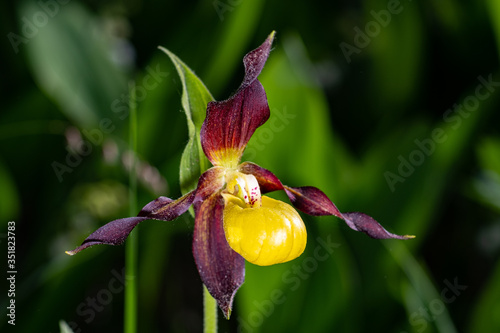 Cypripedium calceolus