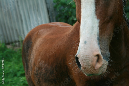 Muzzle of a red horse