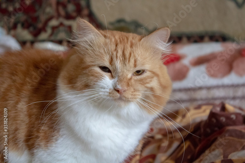 A red cat named Ryzhik with a beautiful white pectoral, kind eyes lies on a soft sofa. © Valentin
