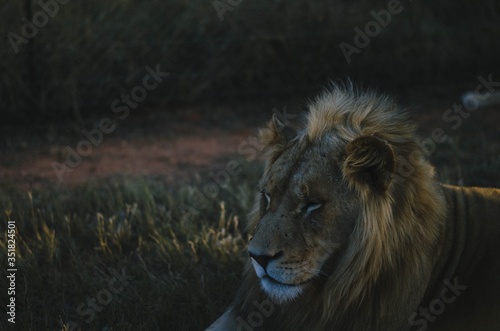 A relaxed lion looking away from the camera in a savannah background in a preservation park in Johannesburg  South africa.