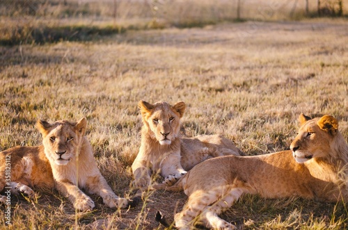 Lion cubs laying in the grass with a savannah background in a preservation center in Johannesburg  South Africa.