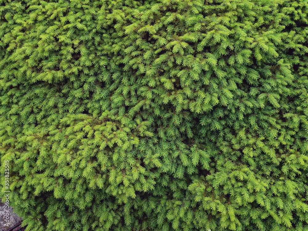 Beautiful branches of the Spruce Spruce (lat. Picea abies prostrata Hornibrook) on a sunny day. Background coniferous image.