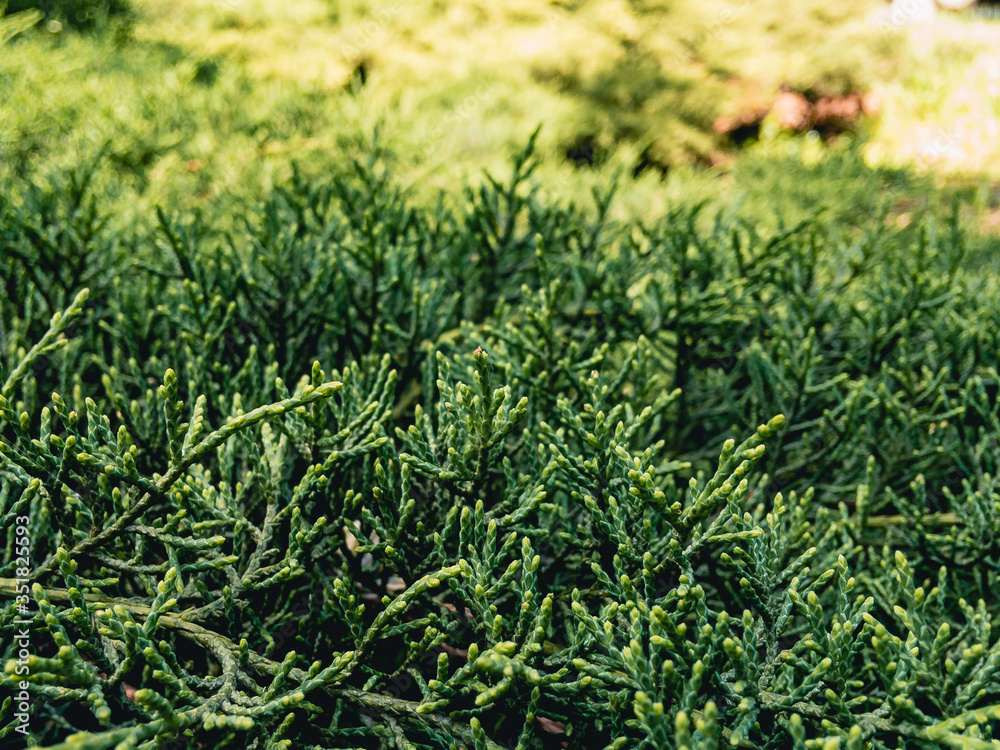Beautiful textured image of the branches of the evergreen cypress (lat. Cupressus) on a sunny day with a blurred background. Background coniferous image. Beautiful textured image of the branches of the evergreen cypress (lat. Cupressus) on a sunny day with a blurred background. Background coniferous image.