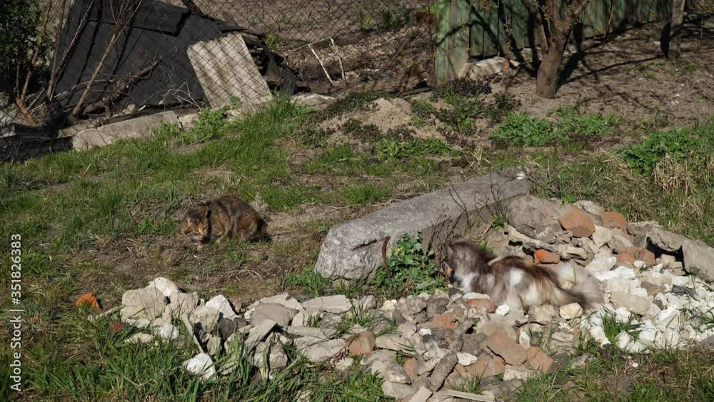 A cat lies on the waste of stones and bricks among green grass and sees to the brown cat who eats a small bird. A cat lies on the waste of stones and bricks among green grass and sees to the brown cat who eats a small bird.