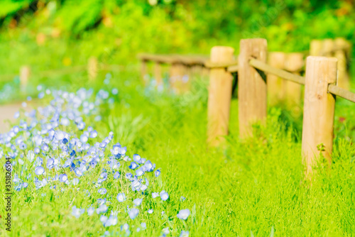 ネモフィラの咲く小径