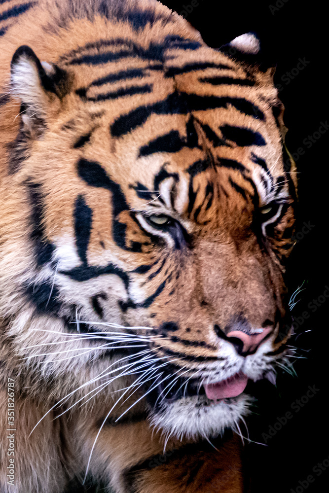 close-up side view of a tigers head on a blck background