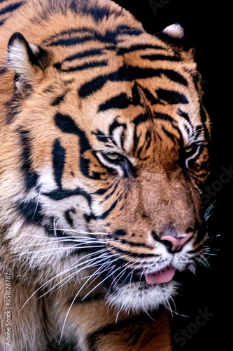 close-up side view of a tigers head on a blck background